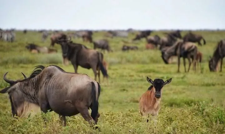 5 Day Serena Luxury Tanzania Safari