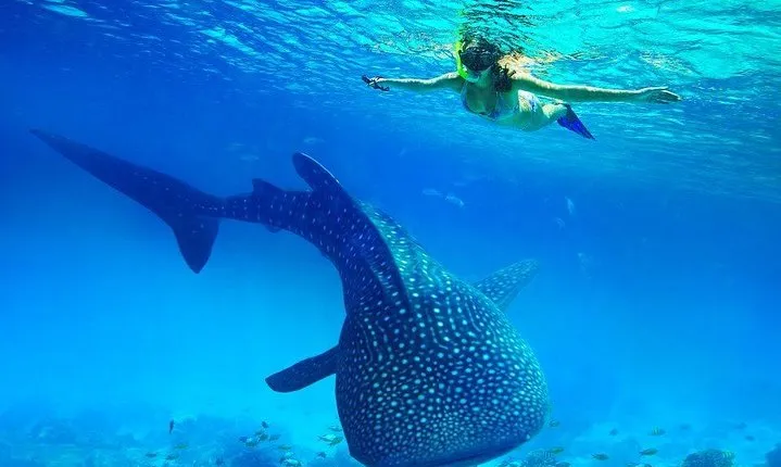 Private Cebu Tour: Oslob Whaleshark+Canyoneering+Kawasan Falls