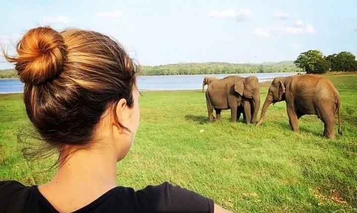 Minneriya national park safari with jeep From Kandy