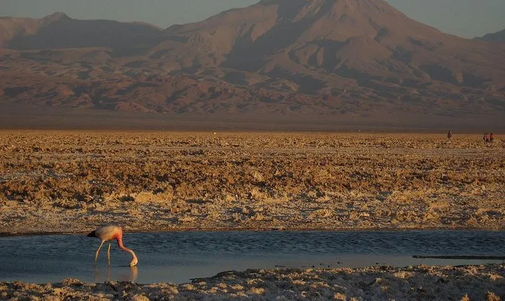San Pedro de Atacama, Laguna de Chaxa and Toconao - Half day