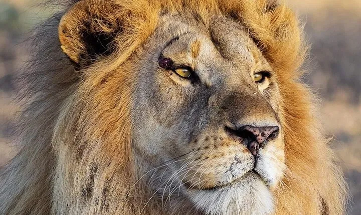 3 Day Safari to Serengeti National Park and Ngorongoro Crater