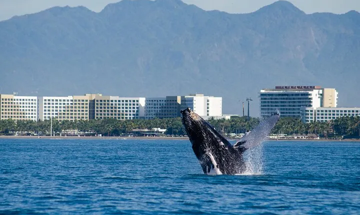 Whale Watching Cruise In Puerto Vallarta & Nuevo Vallarta