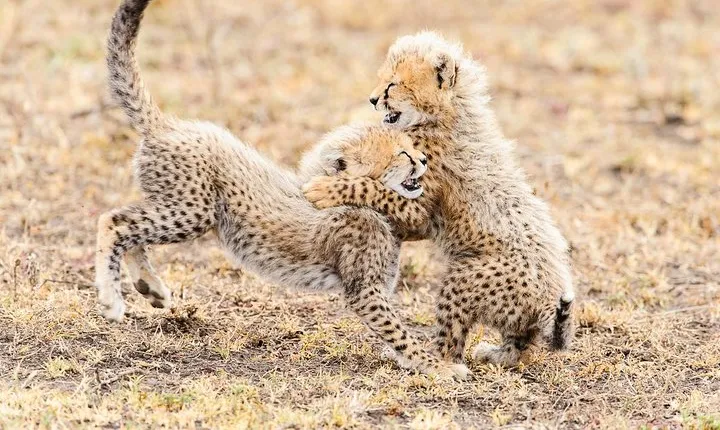 De Wildt Endangered Wildlife Centre