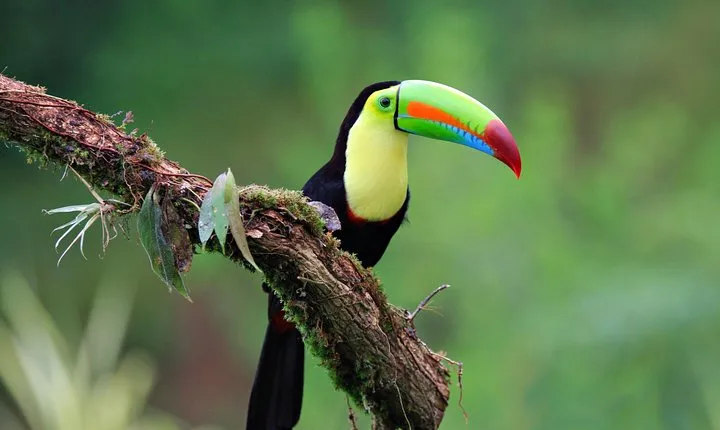 Early Bird Watching Tour