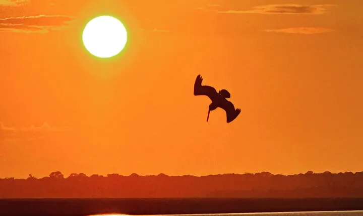 Sunset Dolphin Cruise (options for public of private)