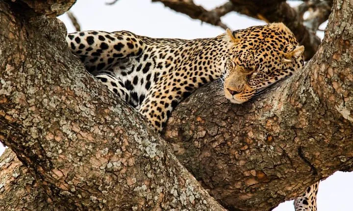 6-Day Private midrange Tour in Arusha with Airport Pickup