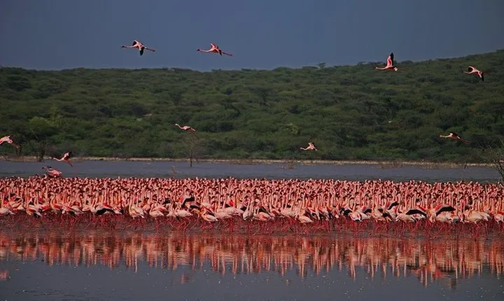 Overnight Flamingo Watching Safari: Lake Bogoria & Lake Nakuru