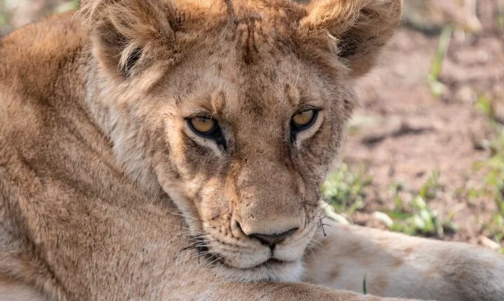7 Days Mid Range Tanzania Wildlife Safari
