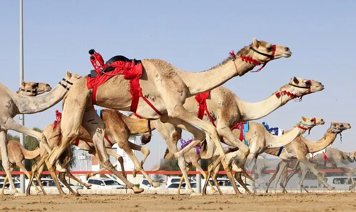 Sheikh Faisal, Camel Race Track visit