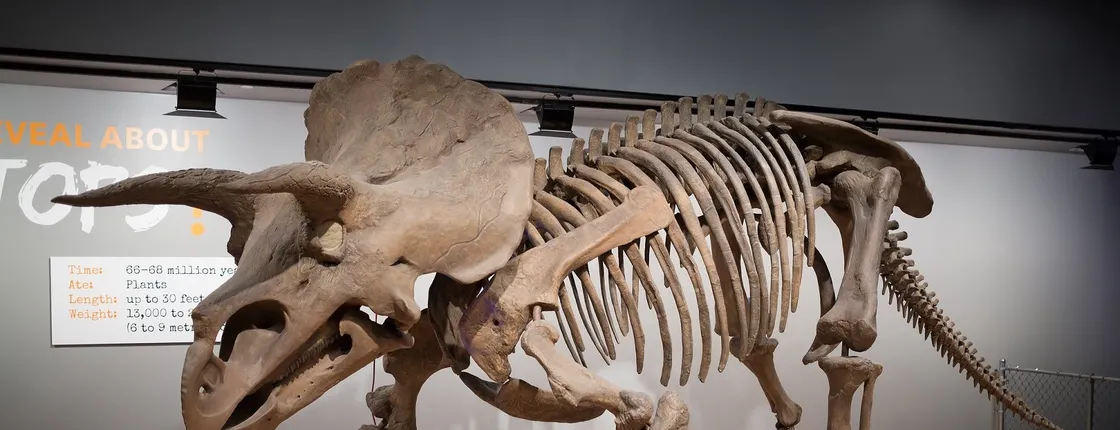 NYC American Museum of Natural History family private tour
