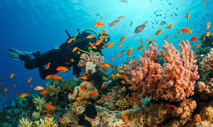 Certified and Beginner Scuba Diving from Pattaya