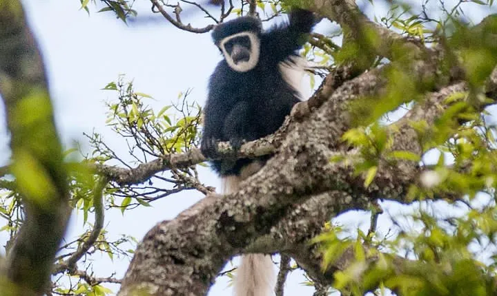 Arusha National Park Day Trip