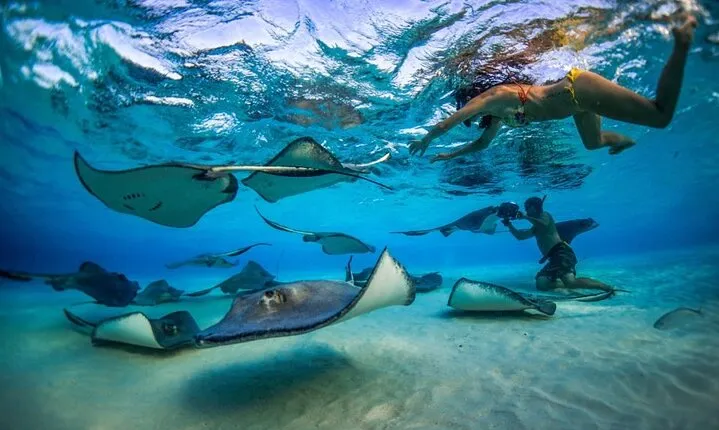2-stop Adventure: Stingray City and snorkeling at Cayman Reefs