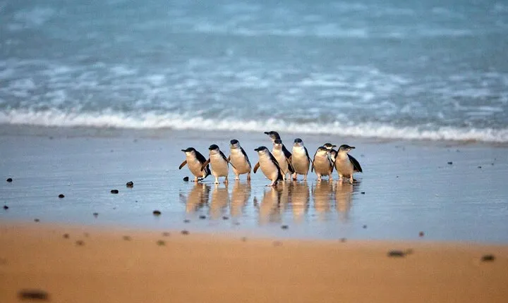 Private Day Tour of Phillip Island Wildlife and Brighton Beach