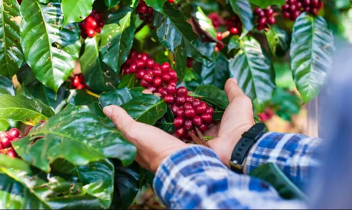 Private Coffee Tour at a Local Family Farm from Guatape