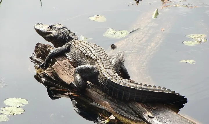 3 Hour Natural Florida Everglades Guided Bicycle Eco Tour