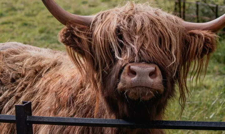 Highlands Cows Glencoe and Castles Private Tour from Glasgow