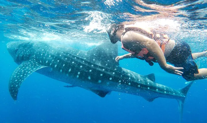 Whale Shark Adventure in Isla Mujeres and Cancun