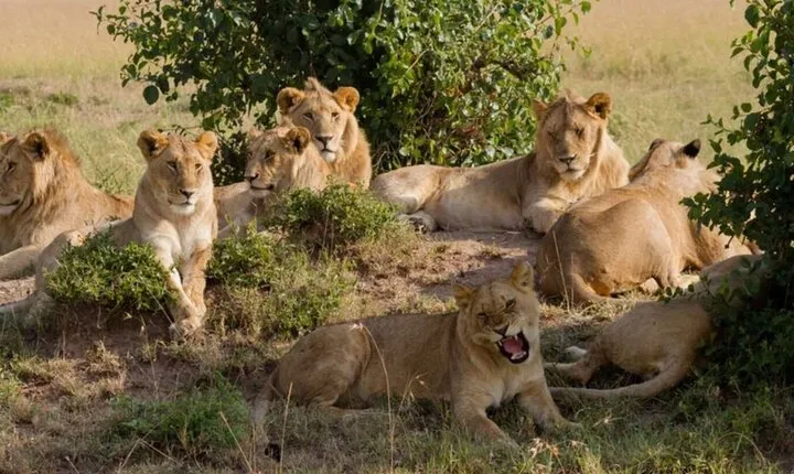 Full Day Tour Nairobi National Park, Giraffe Center ,Karen Blixen