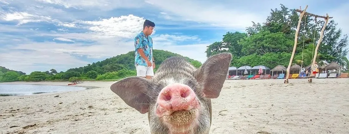 Pig Island snorkelling adventure with sunset dinner
