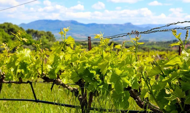 Aix-en-Provence - Mt Sainte Victoire wines in search of Cézanne