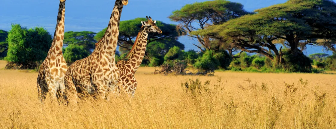5-day safari through the national parks from Nairobi to Mombasa