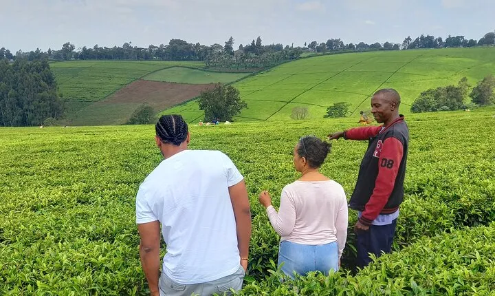 Riara tea farm tour with lunch and tea tasting from Nairobi 
