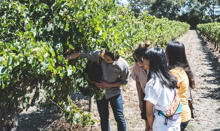 Voyager Estate: Estate Tour & Lunch