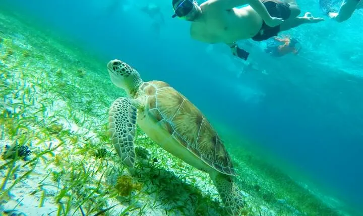 Starfish, Stingrays and the Turtle Bay Snorkeling Tour