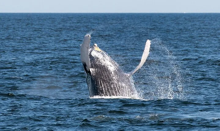 Seastreak New York City Whale Watching Cruise
