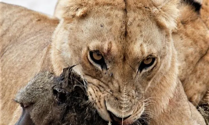 Seven Days: Tarangire-manyara-ngorongoro-serengeti (classic)