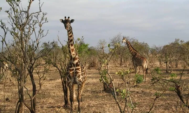 MIKUMI NATIONAL PARK - 3 Days