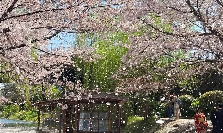 Kyoto City Cherry Blossom Private Sightseeing Tour 