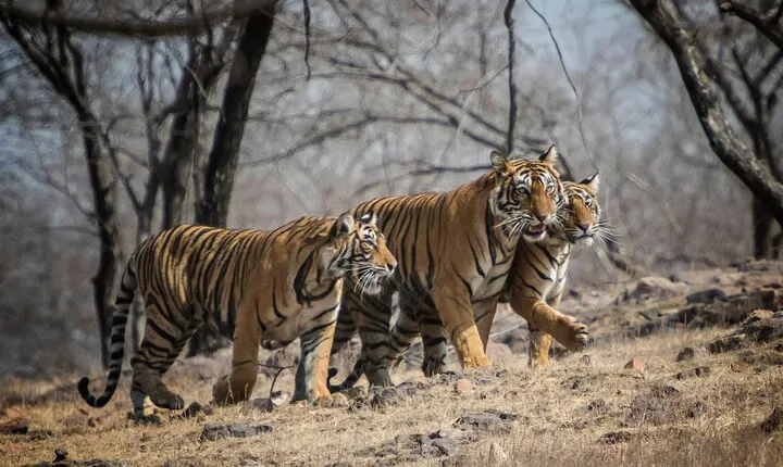 10 Days Private Tour of Wildlife in National Parks with Delhi, Agra & Jaipur 