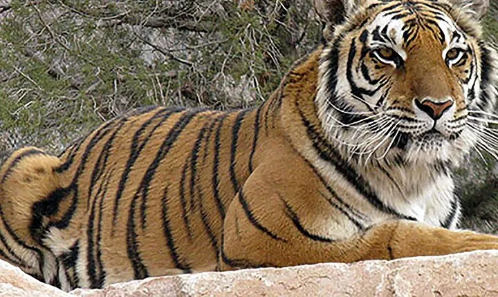 Wild Animal Nature Park Scenic Route 66 Crozier Canyon