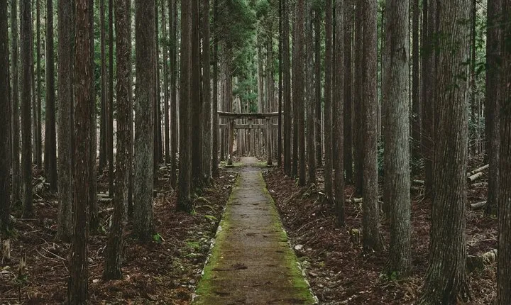 From Bamboo to Hidden Shrines: Kyoto’s Private Escape Tour by Car