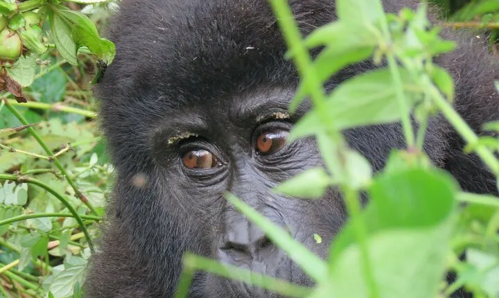 5-Day Bwindi Gorilla and Chimpanzee Trekking Safari in Uganda