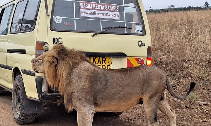 5 hours Nairobi national park Private tour