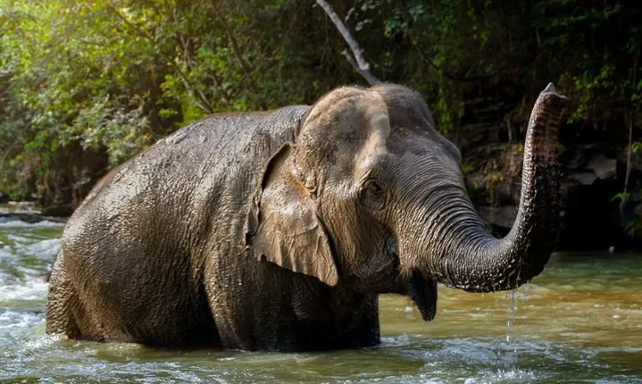 Half Day Visit Elephant Sanctuary in Samui