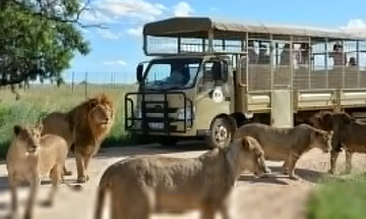Lion & Safari Park