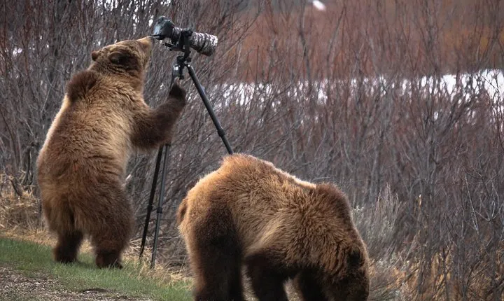 Yellowstone National Park Private Wildlife Tour