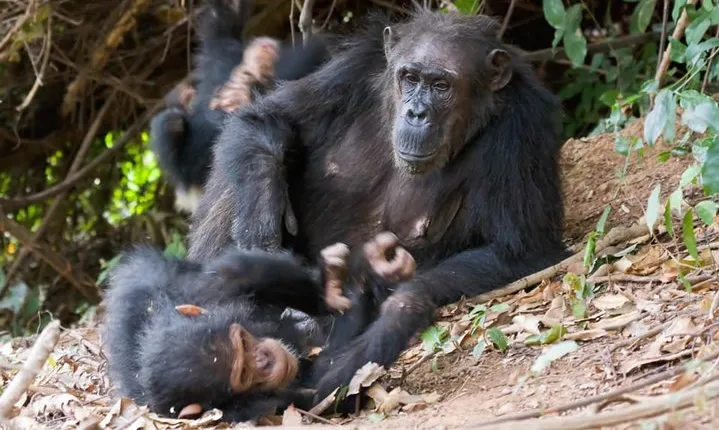 3 Day Chimpanzee Trekking in Gombe Stream National Park