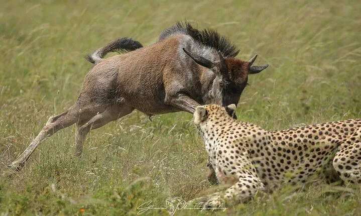 4-Days, Tarangire, Serengeti, and Ngorongoro Crater Join Tour