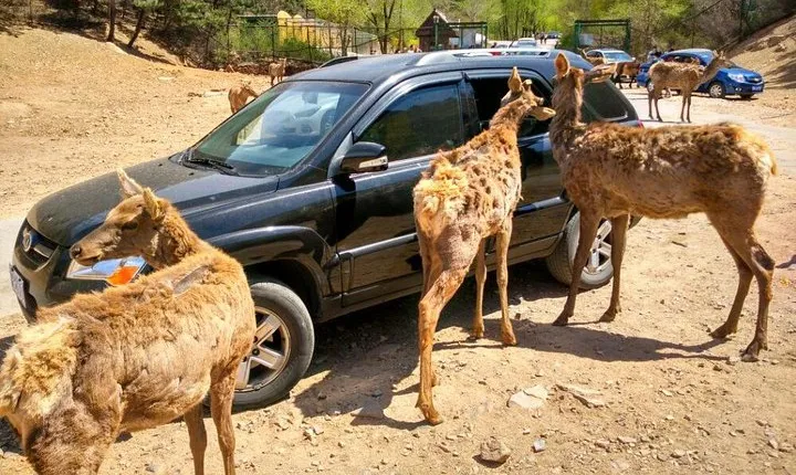 Beijing Badaling Wildlife Park & Juyongguan Great Wall Private Tour
