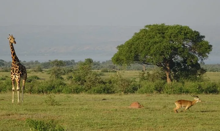 3 Days Murchison falls park Uganda