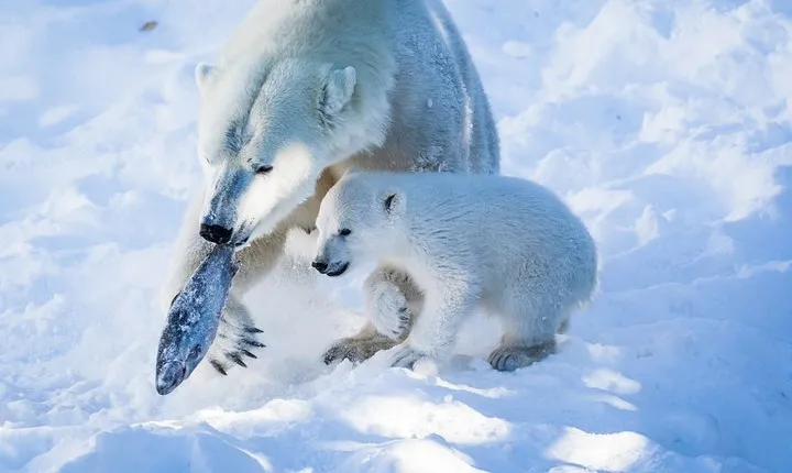 Visit Ranua Arctic Wildlife Park from Kemi