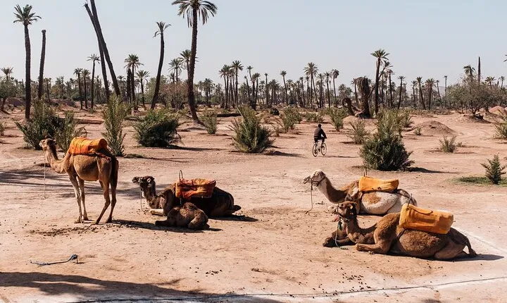 Camel Ride at the Palm Groves in Marrakech