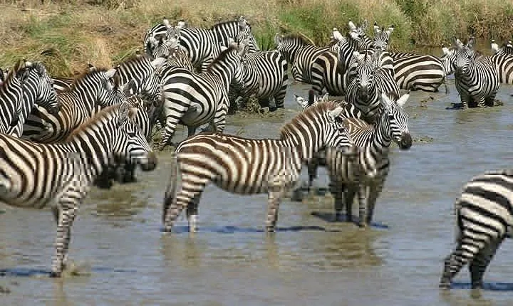 4 Days Northern Tanzania Wildlife Safari
