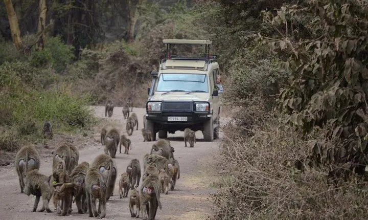 4 Days Group Camping Safari of Tanzania