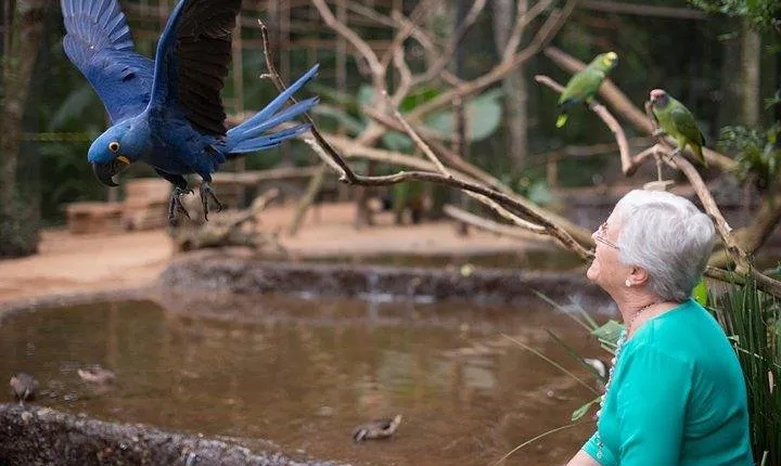 Itaipu Dam & Bird Park & Iguassu Falls Brazilian Side From Puerto Iguazu Hotels